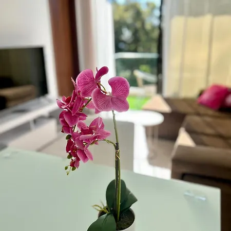 Santa Catarina By Ola Madeira