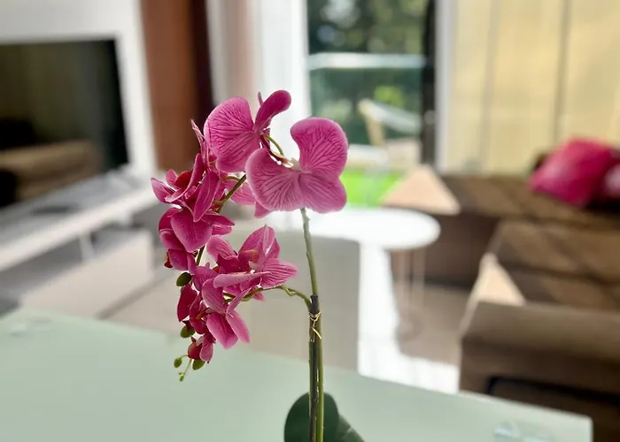 Santa Catarina By Olá Madeira